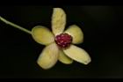 南五味子-雄花06.JPG