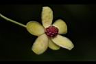 南五味子-雄花07.JPG