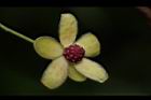 南五味子-雄花08.JPG