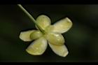 南五味子-雄花萼01.JPG