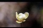 南五味子-雌花00.jpg