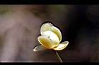 南五味子-雌花01.jpg