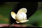 南五味子-雌花03.jpg