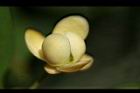 南五味子-雌花04.jpg