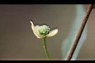 南五味子-雌花06.JPG