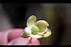 南五味子-雌花08.jpg