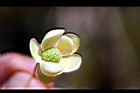 南五味子-雌花09.jpg