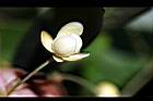 南五味子-雌花11.jpg