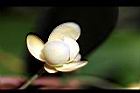 南五味子-雌花12.jpg