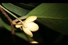 南五味子-雌花16.jpg