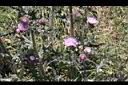南國小薊-花10.JPG