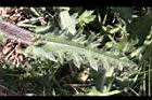 南國小薊-葉07.JPG