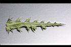 南國小薊-葉背3.JPG