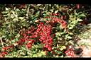 南天竹-紅實08.jpg