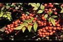 南天竹-紅實24.JPG
