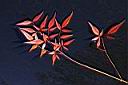 南天竹-紅葉03.JPG