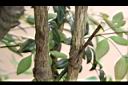 南天竹-莖01.JPG
