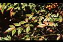 南天竹-葉04.JPG