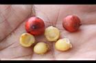 南天竹-種子02.JPG