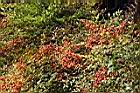 南天竹-紅實02.JPG