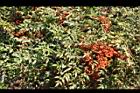 南天竹-紅實03.JPG