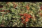 南天竹-紅實04.JPG