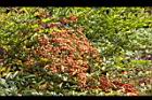 南天竹-紅實05.JPG