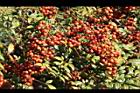 南天竹-紅實06.JPG