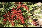 南天竹-紅實09.jpg