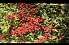 南天竹-紅實10.jpg