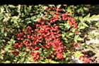 南天竹-紅實11.jpg