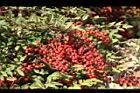 南天竹-紅實12.jpg