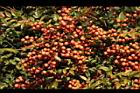 南天竹-紅實14.JPG