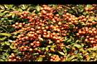 南天竹-紅實15.JPG