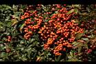 南天竹-紅實16.JPG