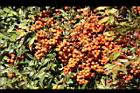 南天竹-紅實18.JPG