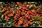 南天竹-紅實19.JPG