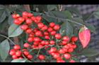 南天竹-紅實23.JPG