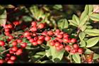 南天竹-紅實26.jpg
