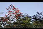 南天竹-紅實27.JPG