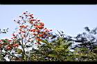 南天竹-紅實28.JPG