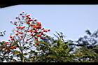 南天竹-紅實29.JPG