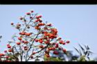 南天竹-紅實30.JPG