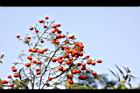 南天竹-紅實31.JPG