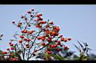 南天竹-紅實32.JPG