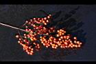 南天竹-紅實35.JPG