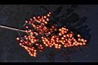 南天竹-紅實37.JPG
