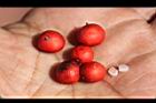 南天竹-紅實38.jpg