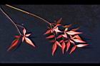 南天竹-紅葉01.JPG