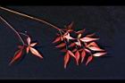 南天竹-紅葉02.JPG